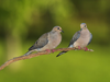 Pair Of Mourning Doves Image